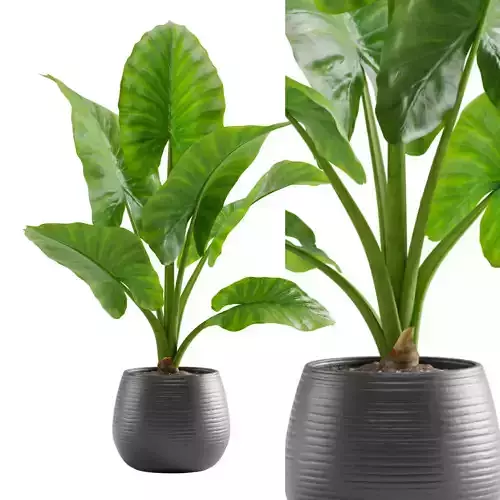 Potted Alocasia Macrorrhiza 3D model