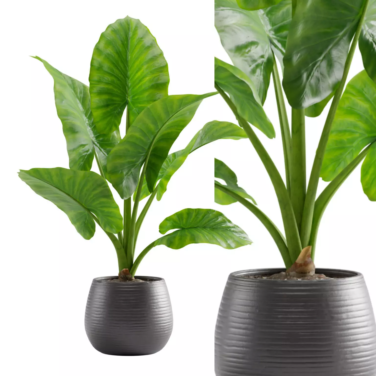 Potted Alocasia Macrorrhiza 3D model_0