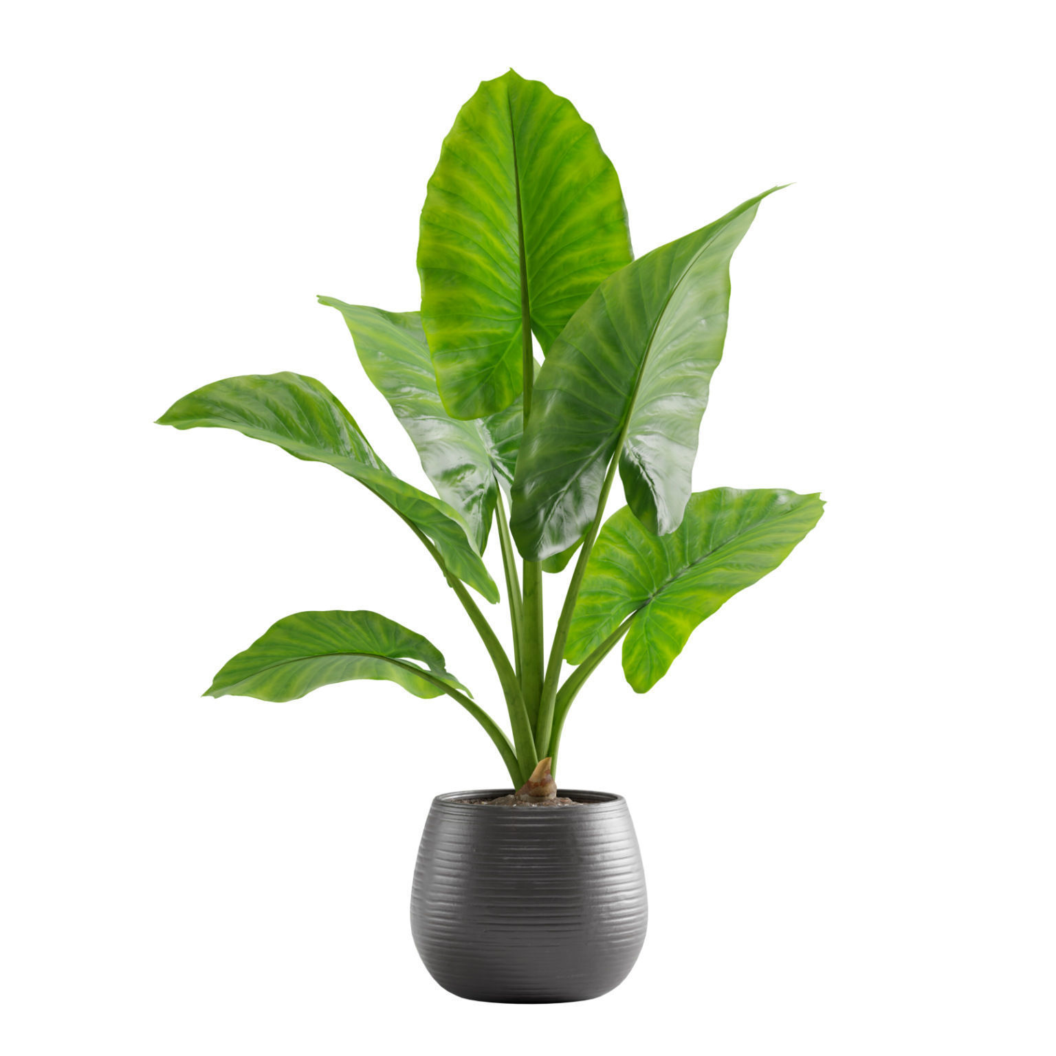 Potted Alocasia Macrorrhiza 3D model_3
