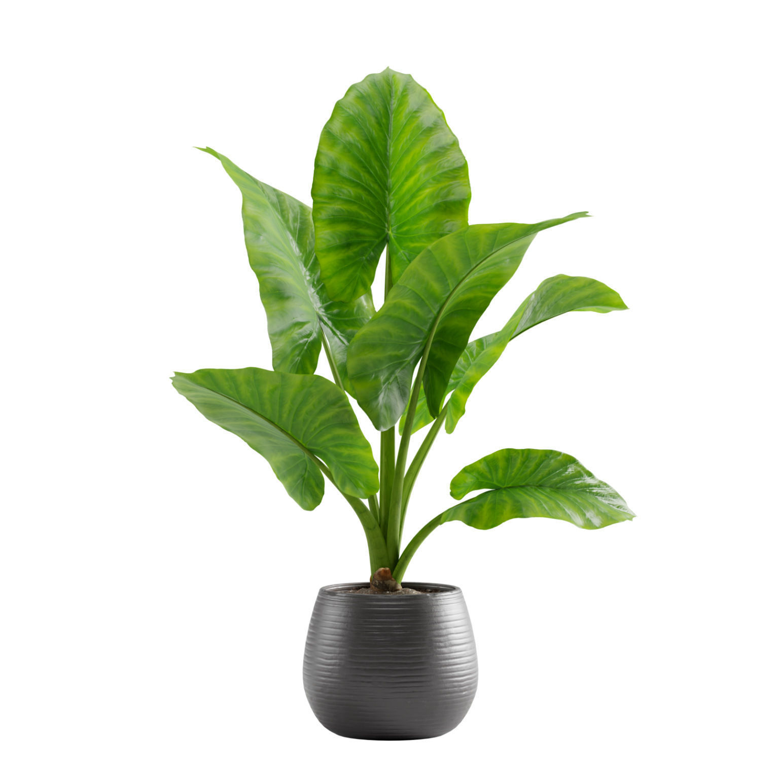 Potted Alocasia Macrorrhiza 3D model_1