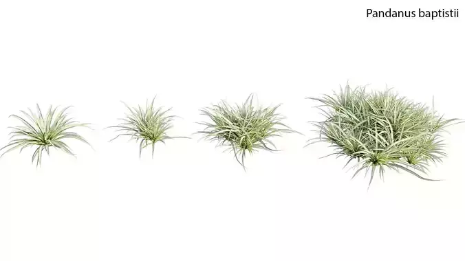 Pandanus baptistii - Variegated Dwarf Pandanus