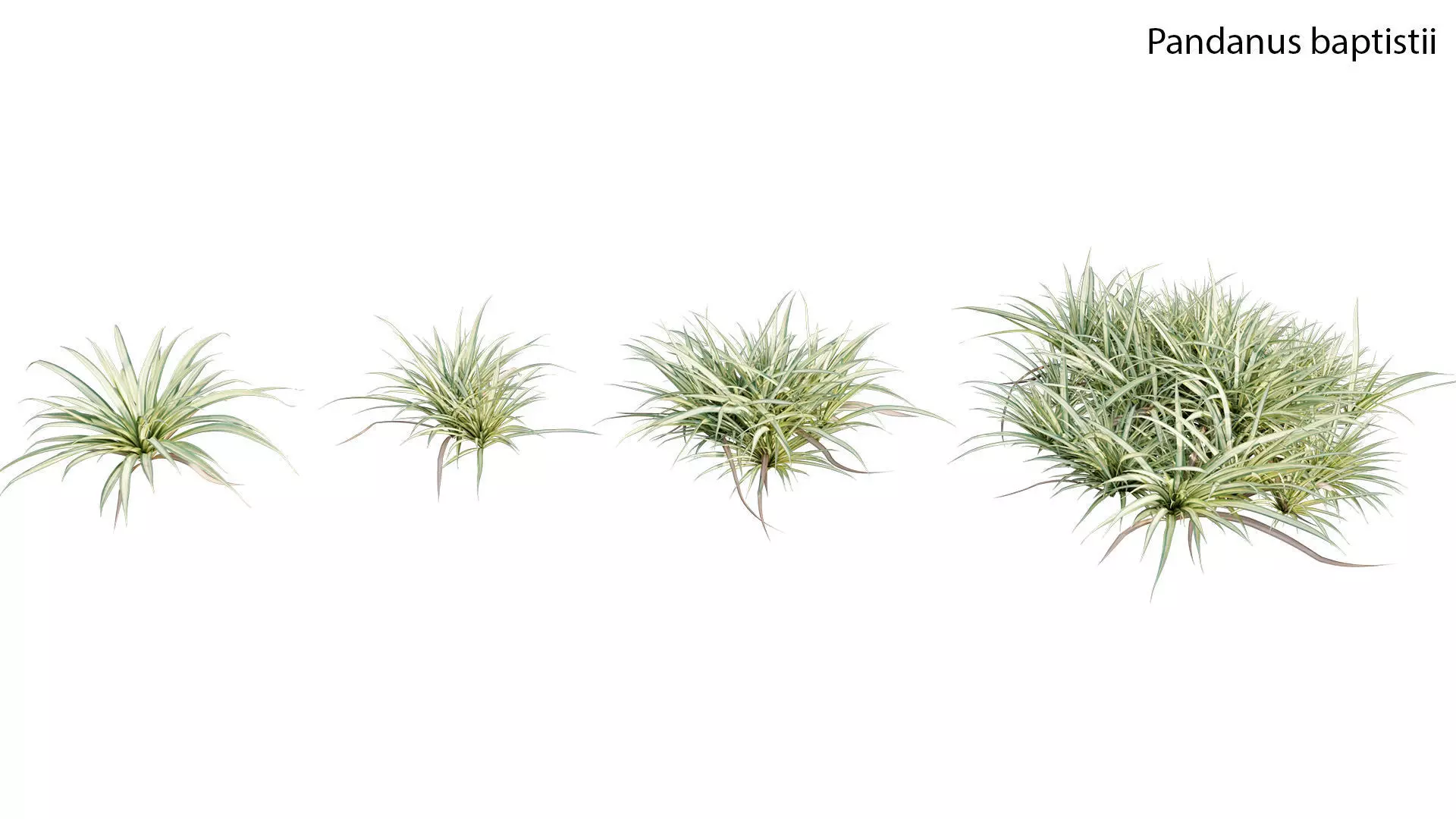 Pandanus baptistii - Variegated Dwarf Pandanus 3D model_0