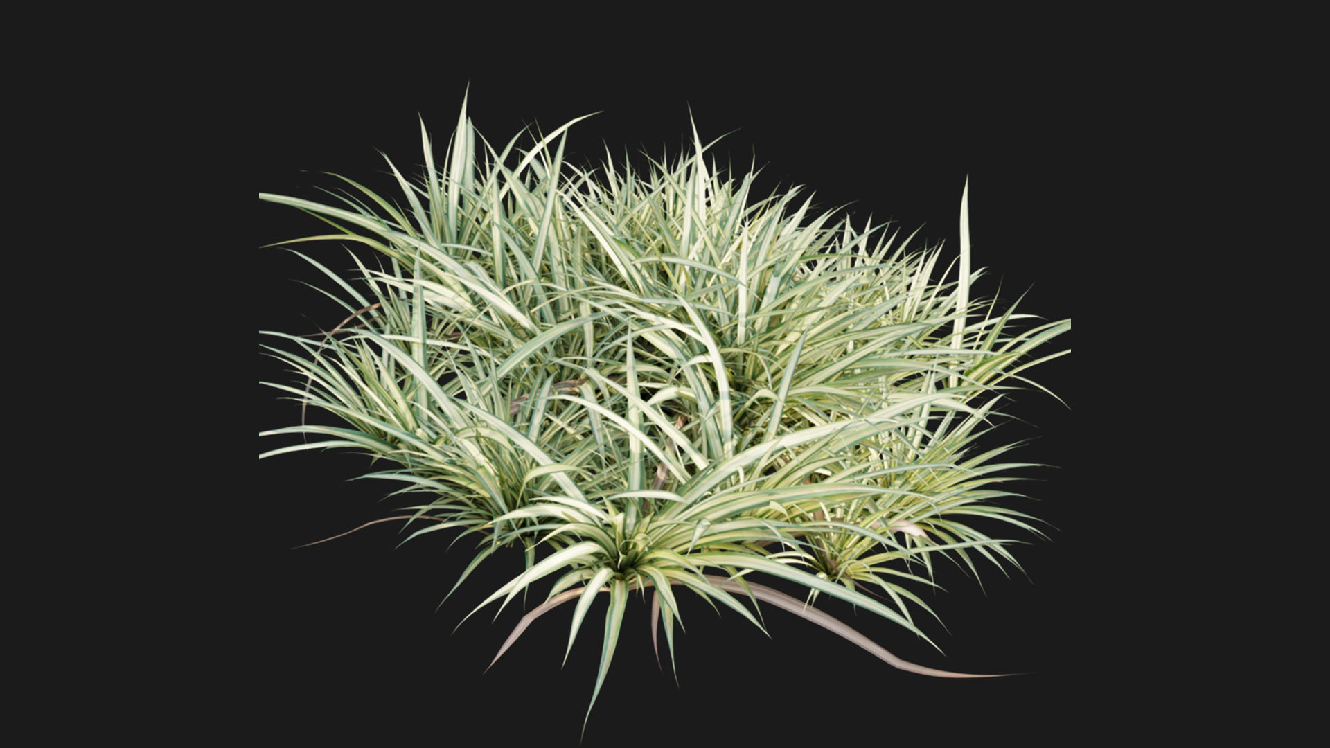 Pandanus baptistii - Variegated Dwarf Pandanus 3D model_5