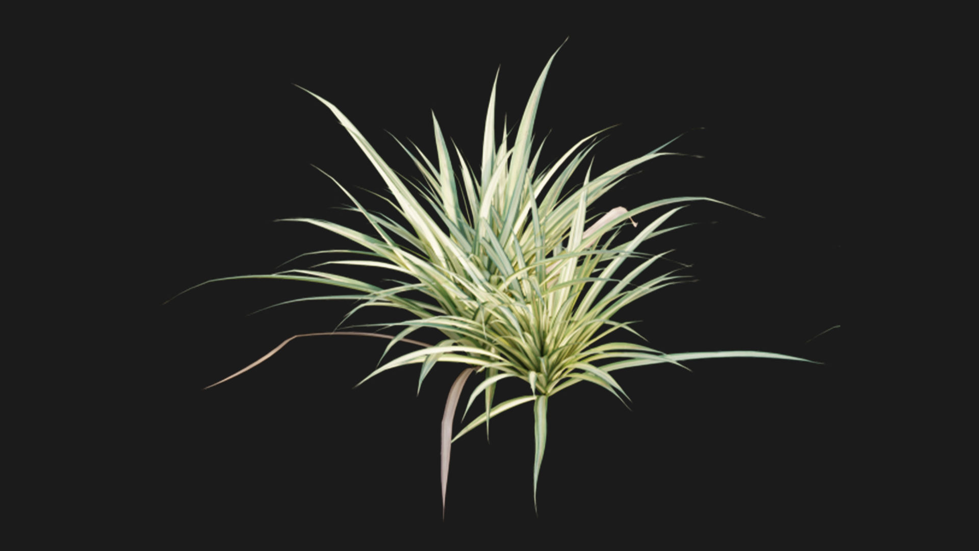 Pandanus baptistii - Variegated Dwarf Pandanus 3D model_3