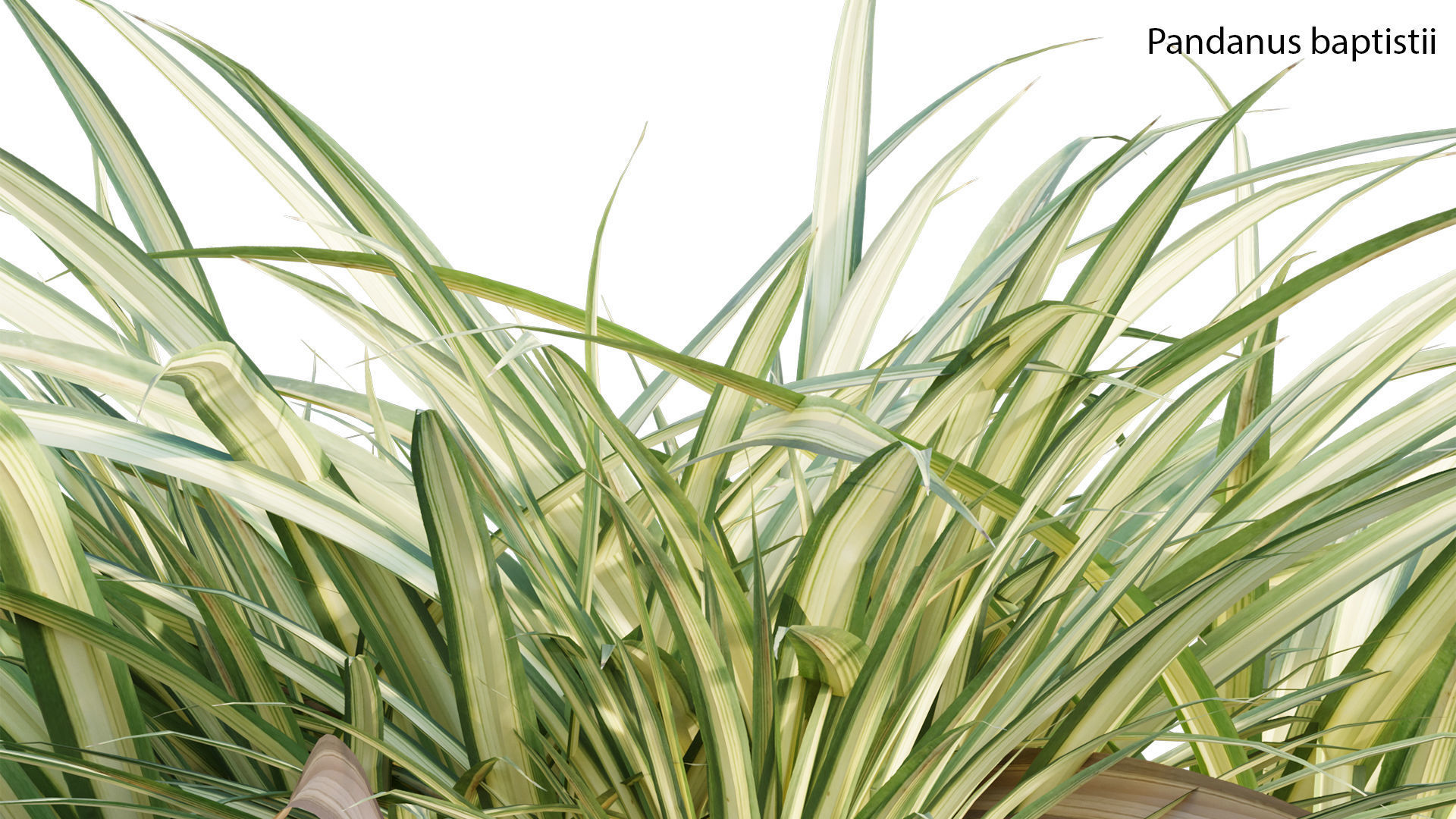 Pandanus baptistii - Variegated Dwarf Pandanus 3D model_1