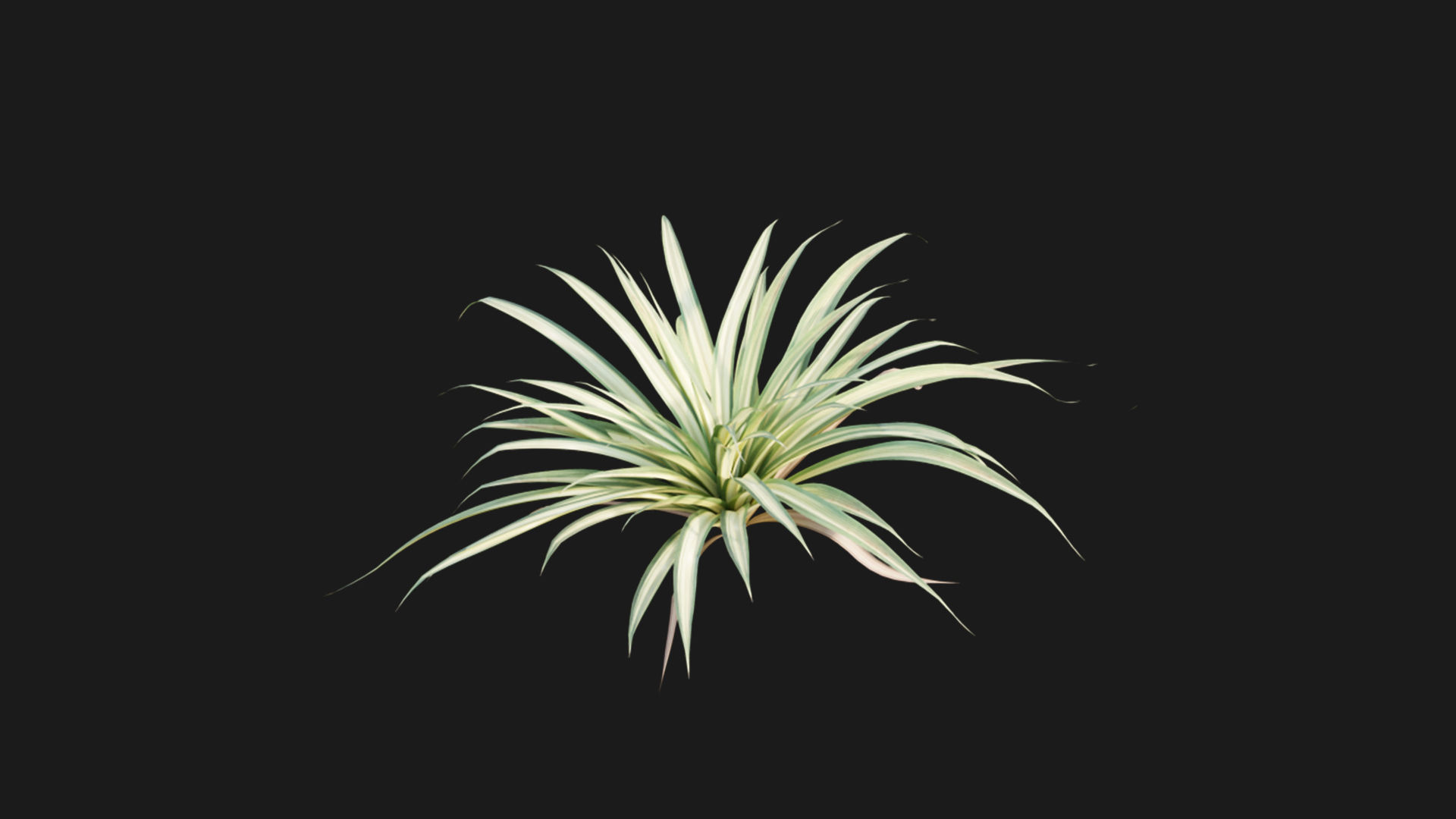 Pandanus baptistii - Variegated Dwarf Pandanus 3D model_2