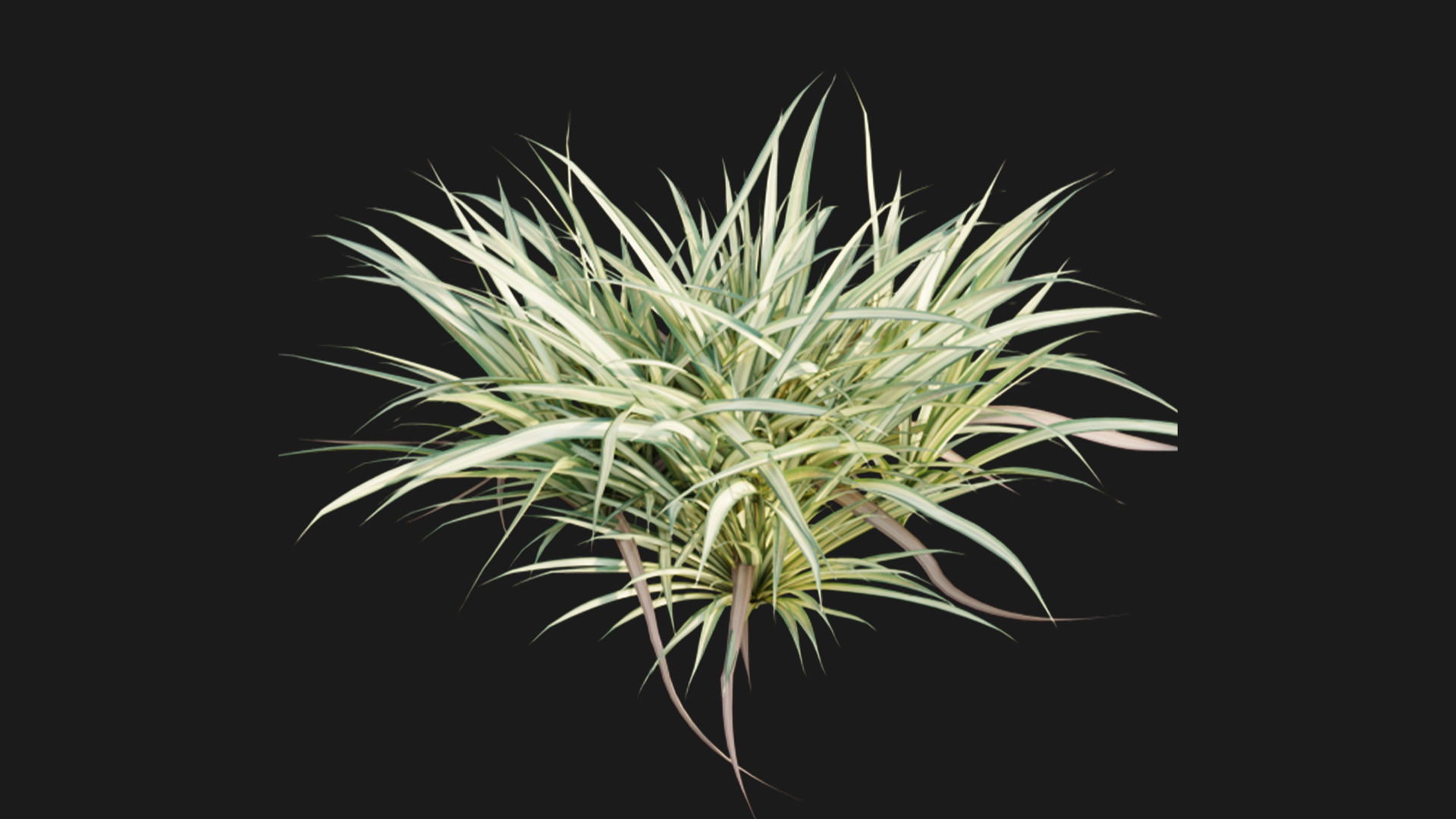 Pandanus baptistii - Variegated Dwarf Pandanus 3D model_4