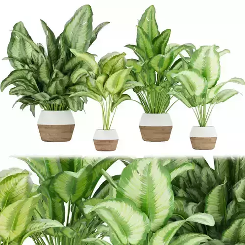 Collection plant vol 298 - indoor - aglaonema - leaf 3D model