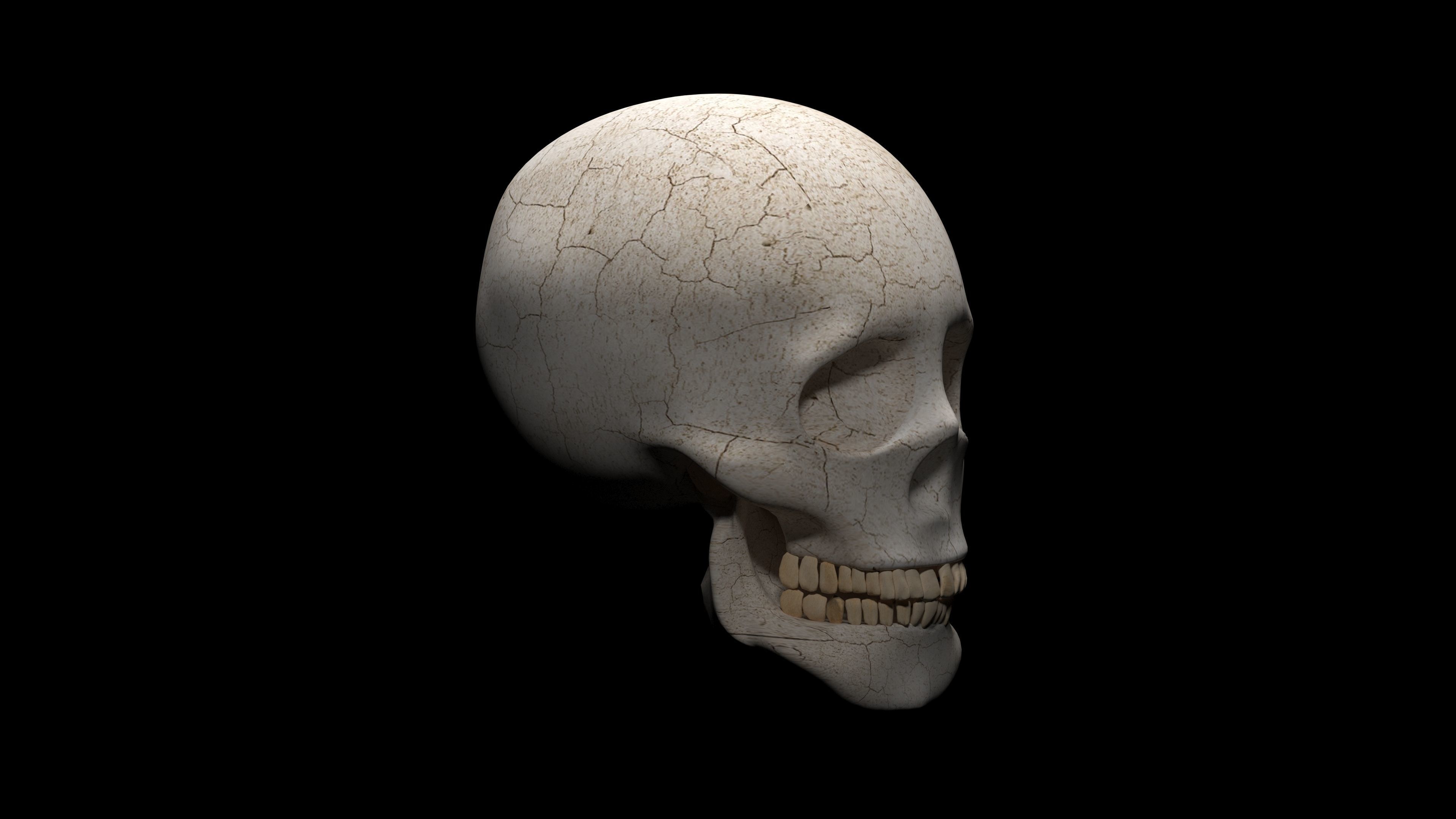 SKULL 3D model_1