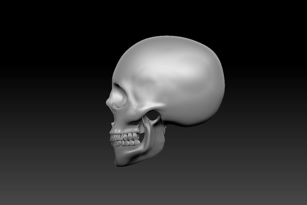 SKULL 3D model_3