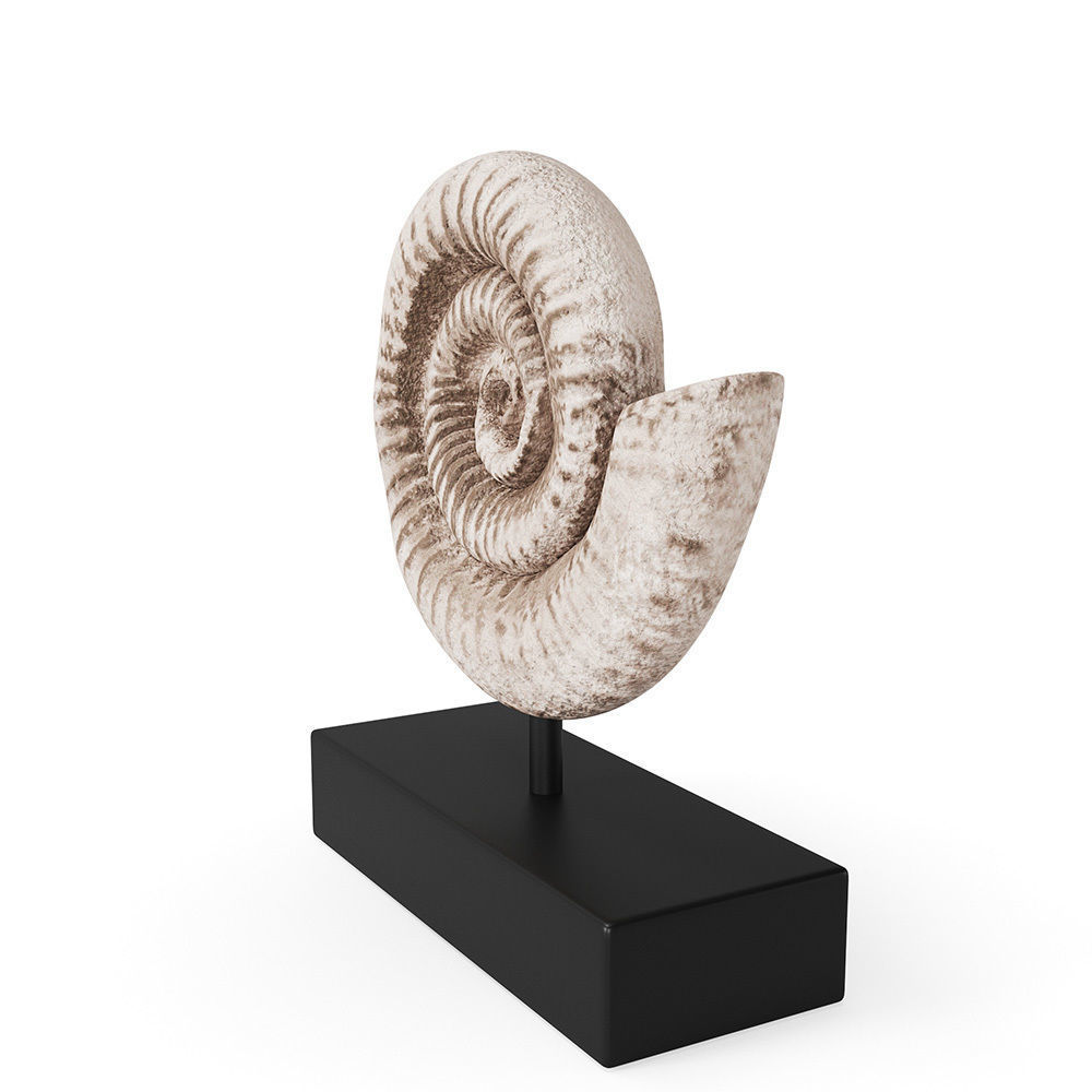 Fossil Shell 3D model_5