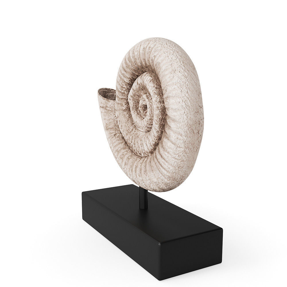 Fossil Shell 3D model_2