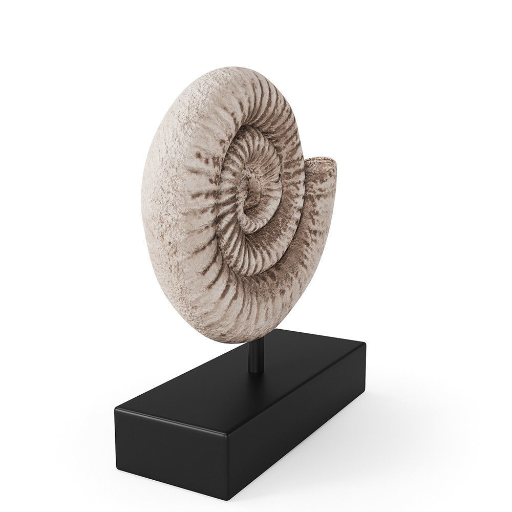 Fossil Shell 3D model_1