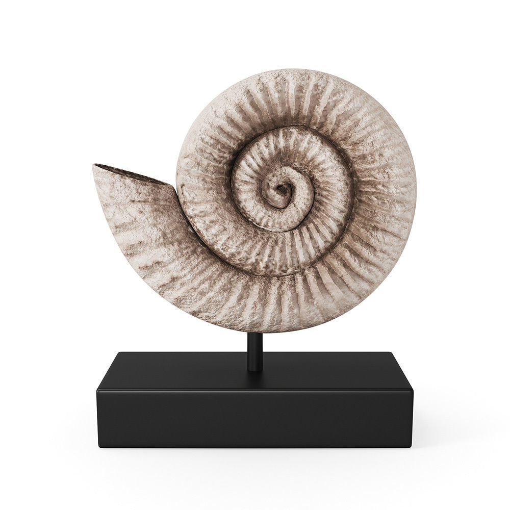 Fossil Shell 3D model_3