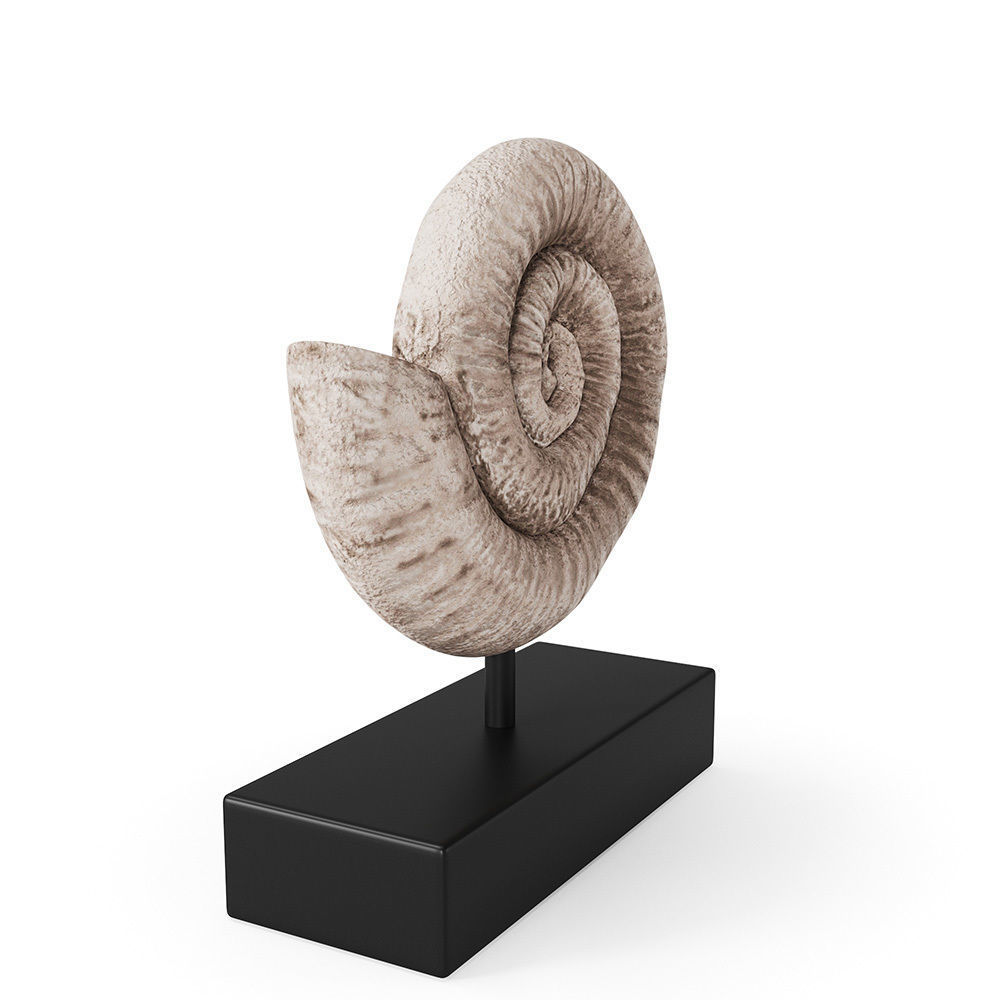 Fossil Shell 3D model_4