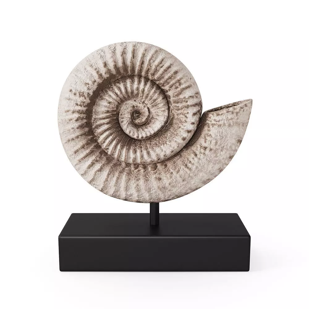 Fossil Shell 3D model_0
