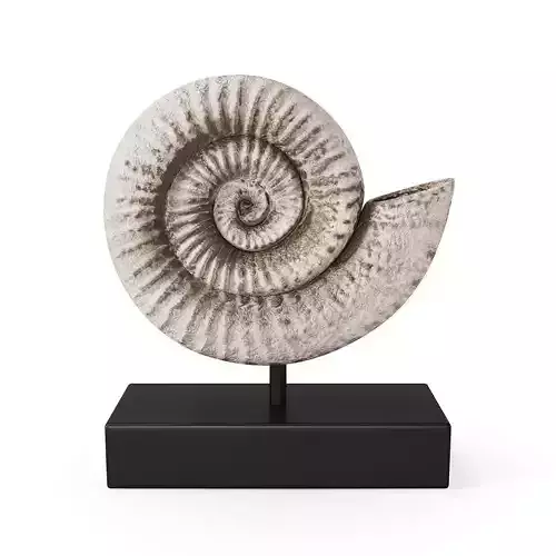Fossil Shell 3D model Fossil Shell 3D model