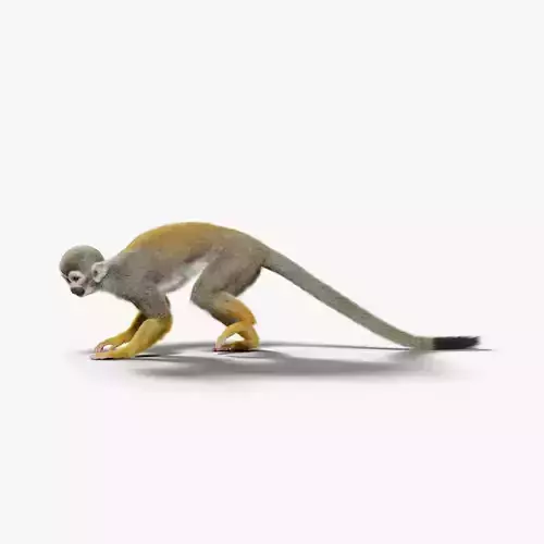 Squirrel Monkey Animated VFX Grace 3D model