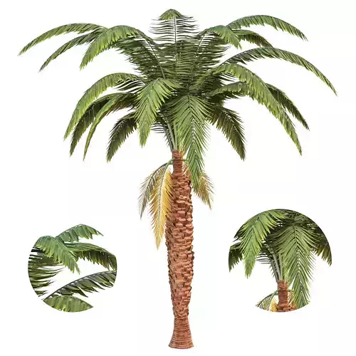 palm tree 3D model
