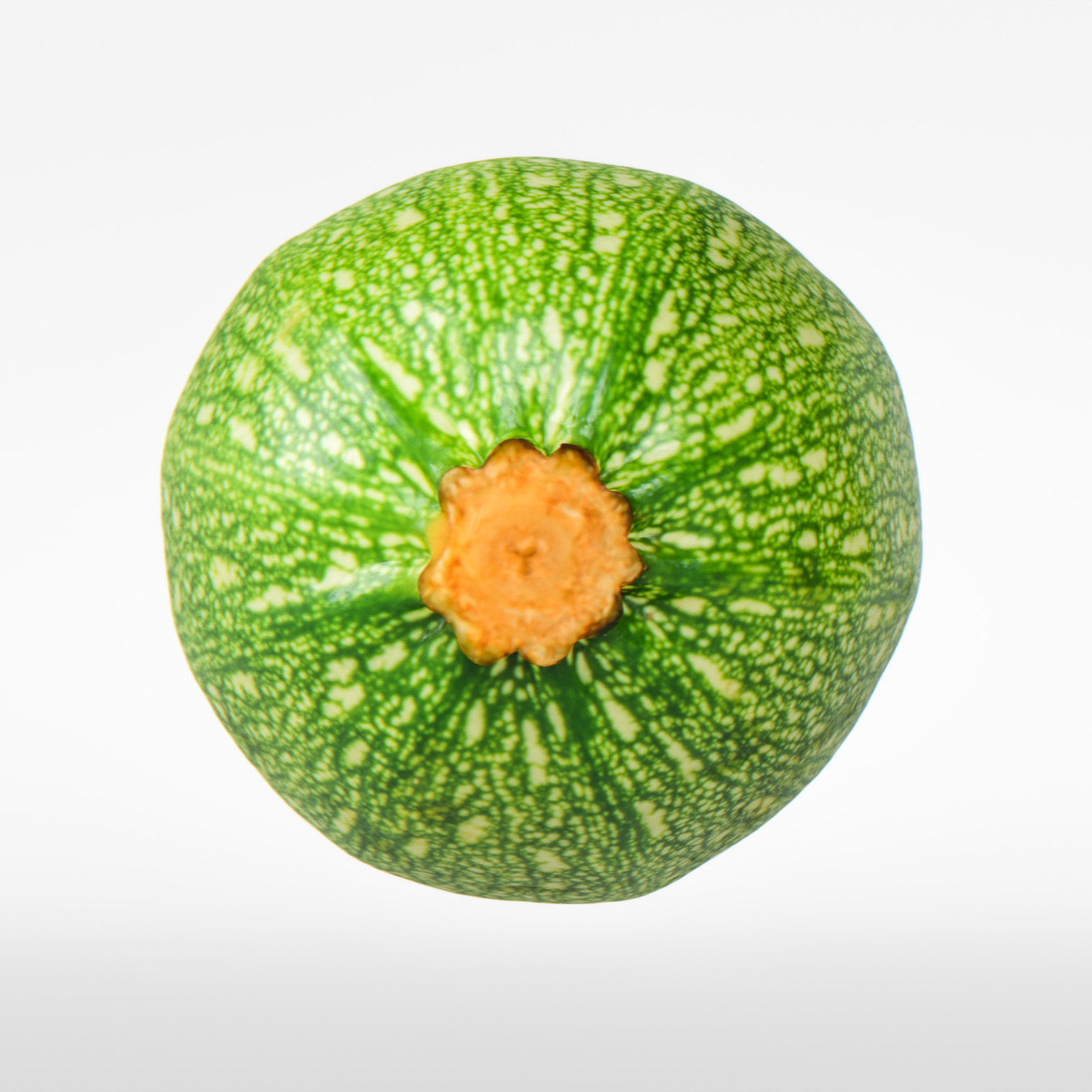 Marrow 3D model_6
