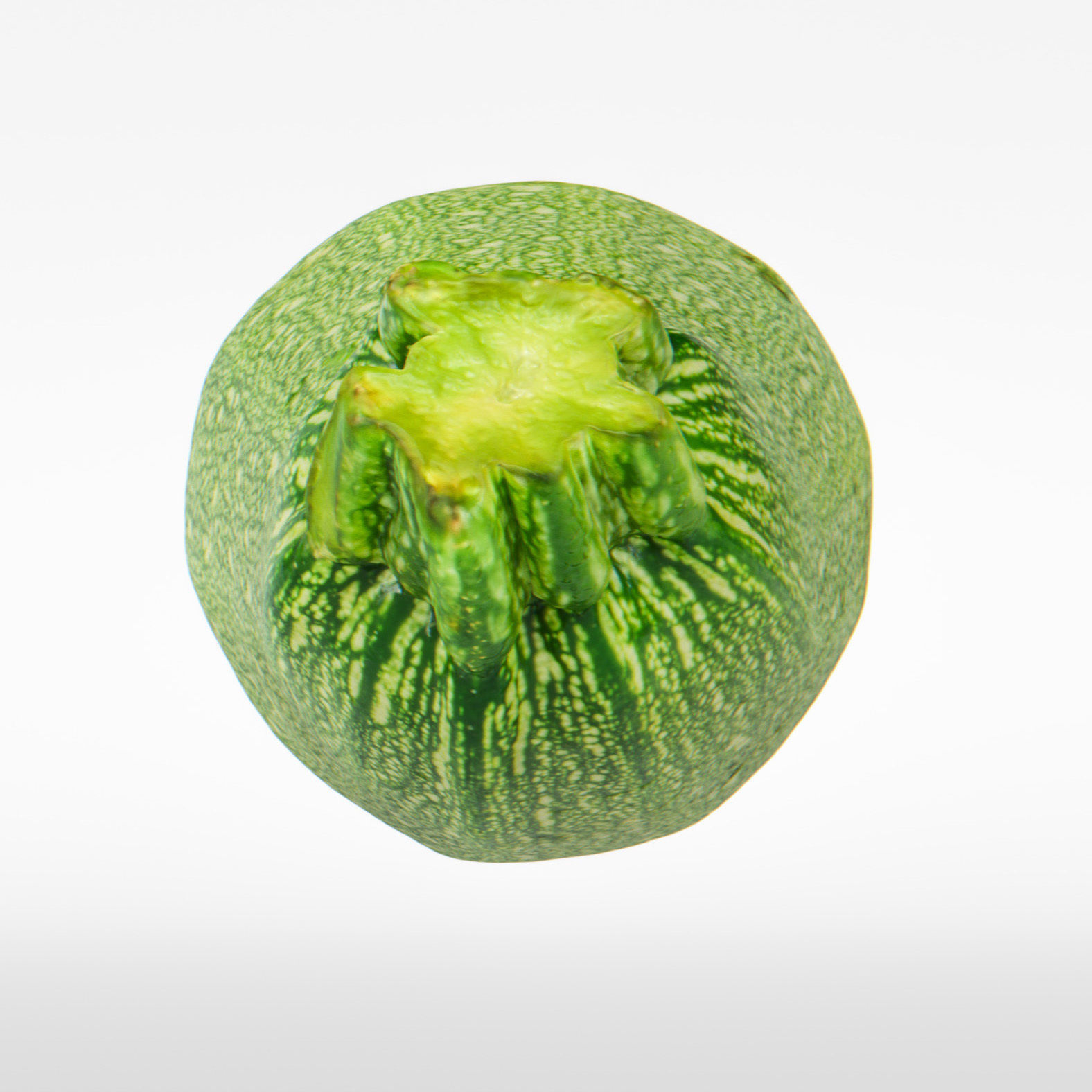 Marrow 3D model_7