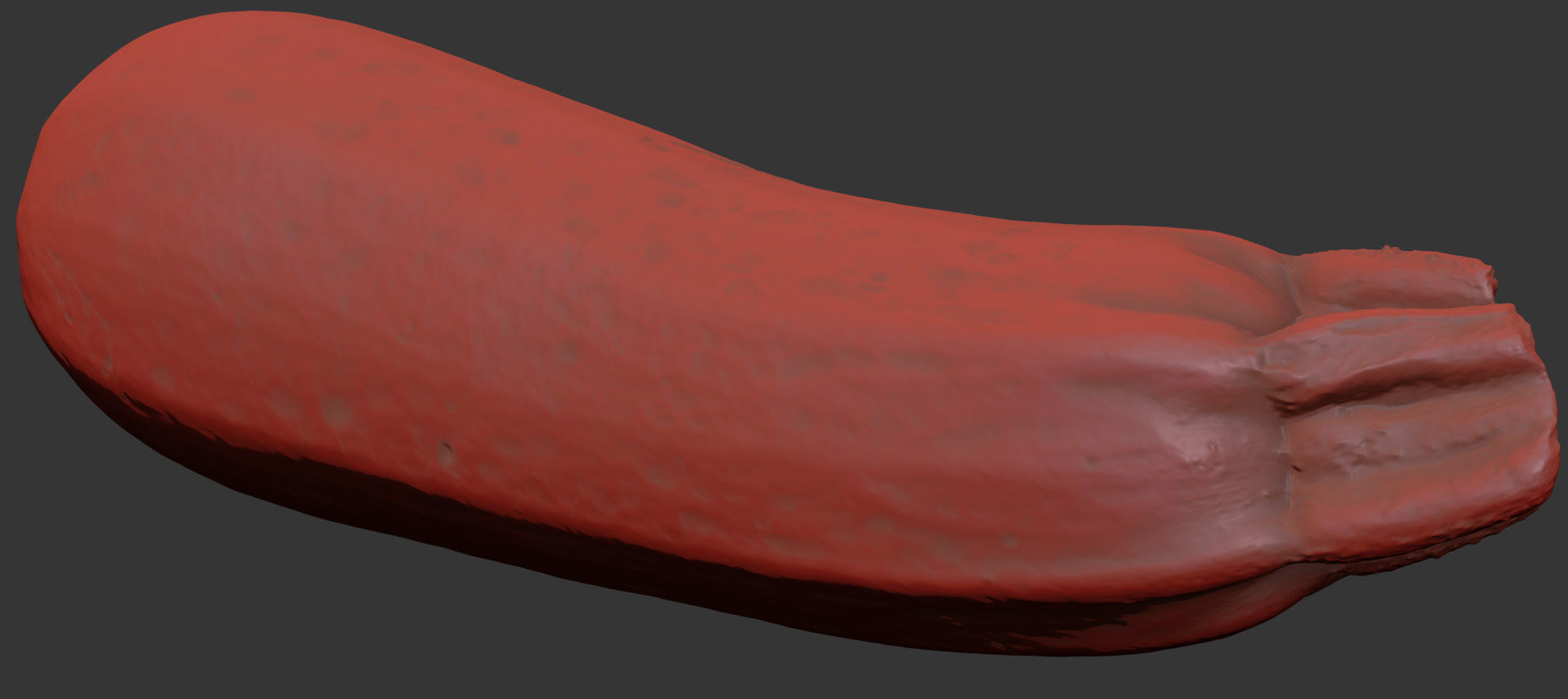 Marrow 3D model_10