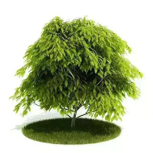 Small Green Tree