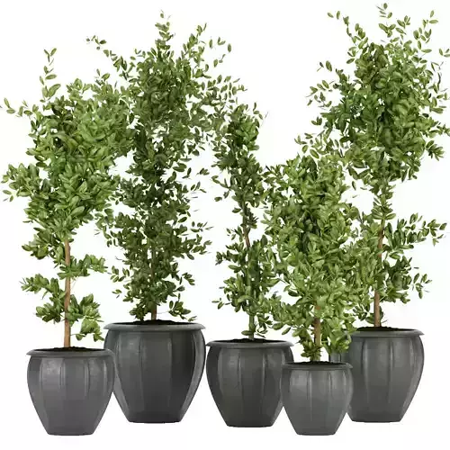 Collection plant vol 299 - indoor - ficus - leaf 3D model
