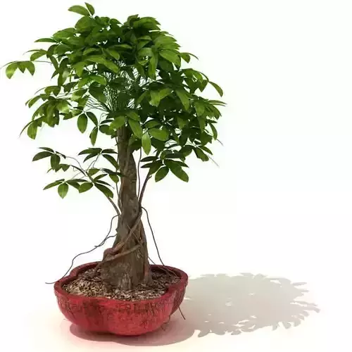 Small Potted Tree
