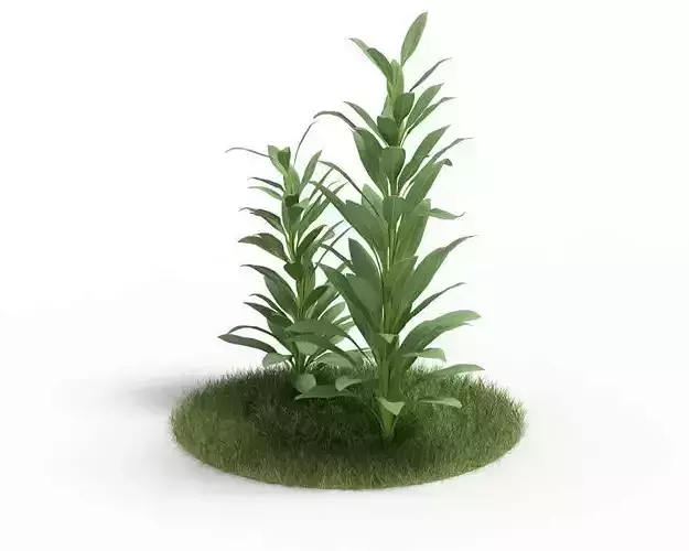 Cordyline Glauca Plant