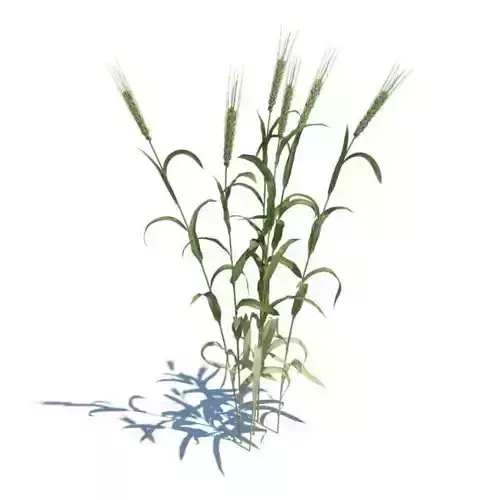 Adult Green Wheat