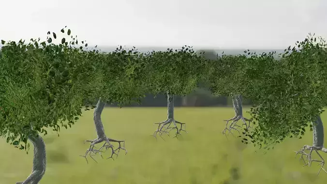 Tree Collection trees with roots in middle of field