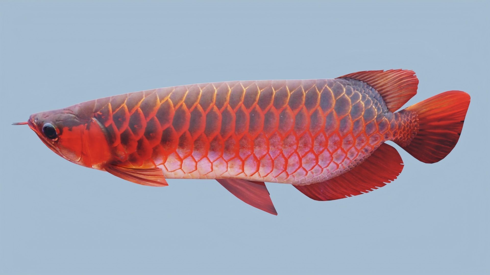 Red dragon fish Low-poly 3D model_5