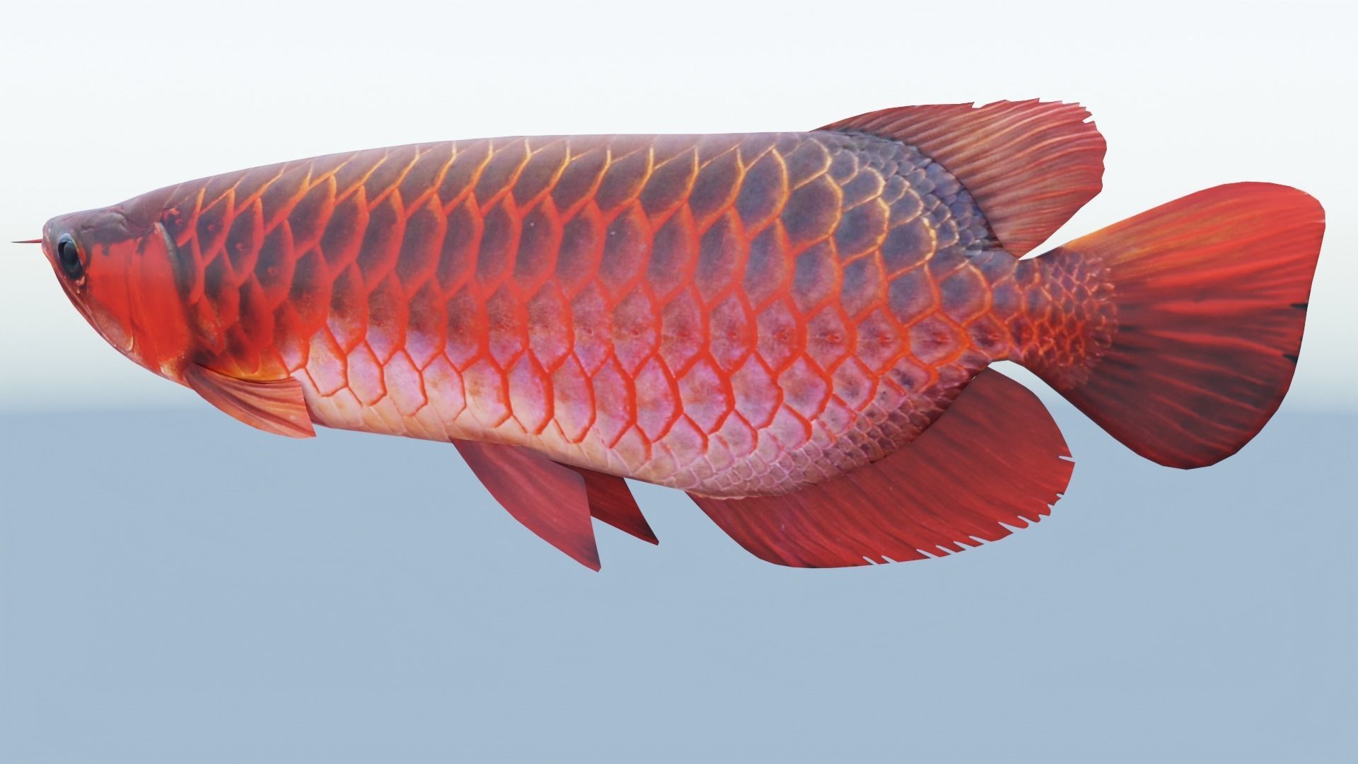 Red dragon fish Low-poly 3D model_4