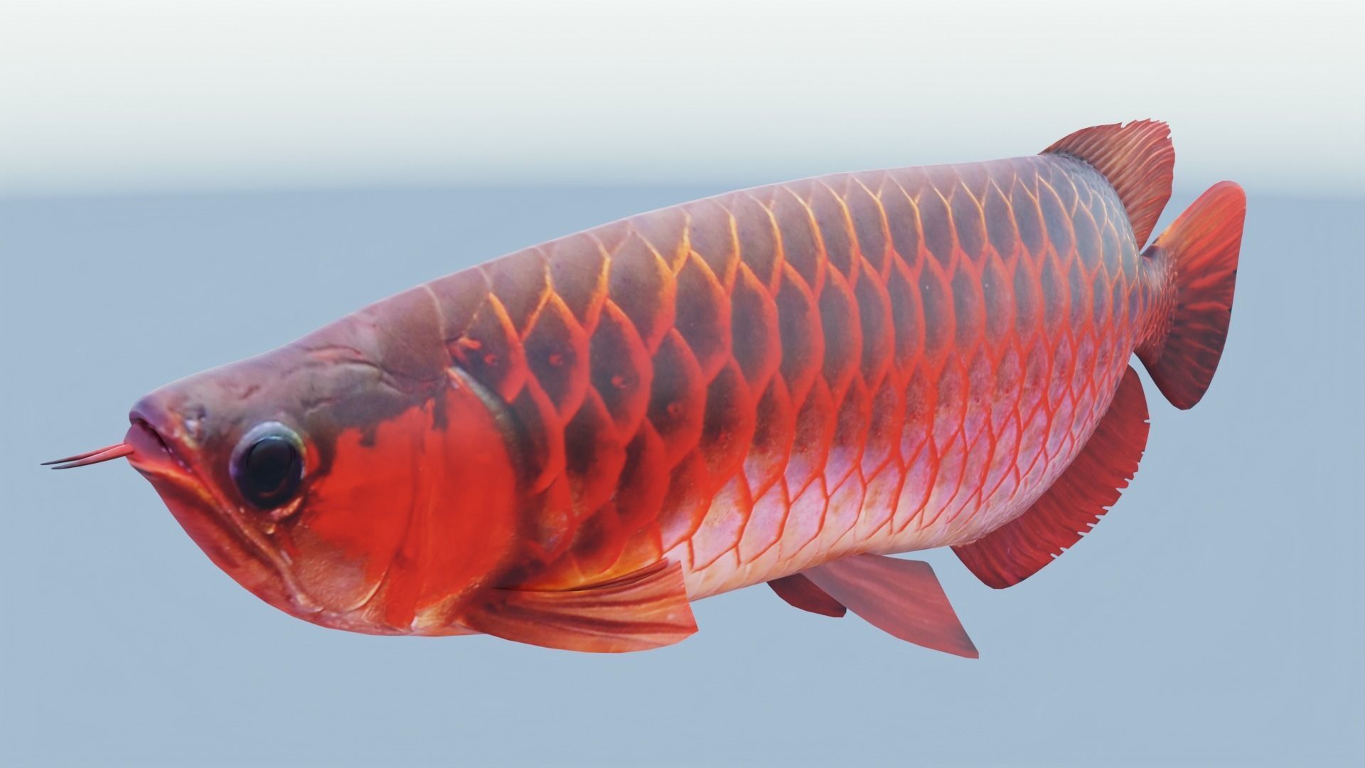 Red dragon fish Low-poly 3D model_3