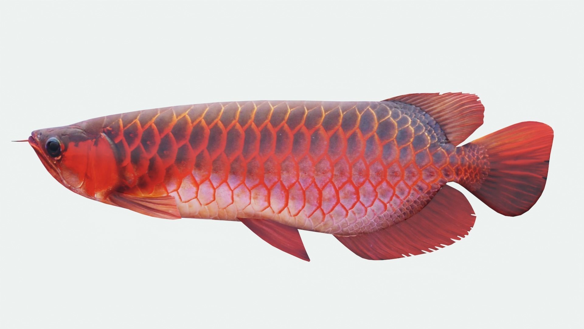 Red dragon fish Low-poly 3D model_2