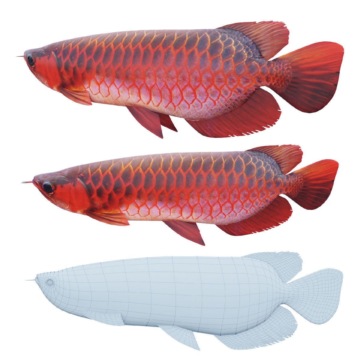 Red dragon fish Low-poly 3D model_1