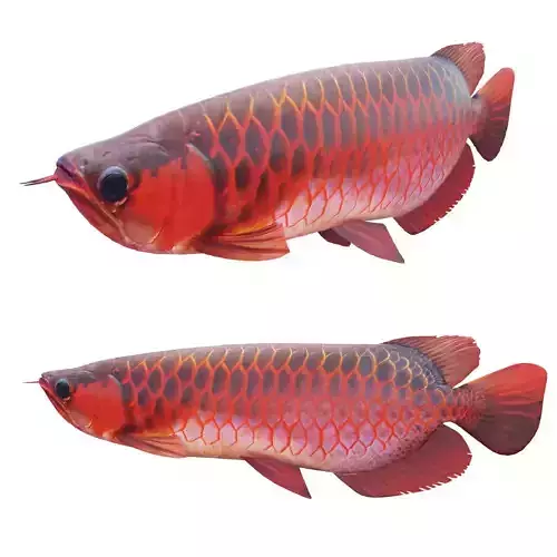 Red dragon fish Low-poly 3D model