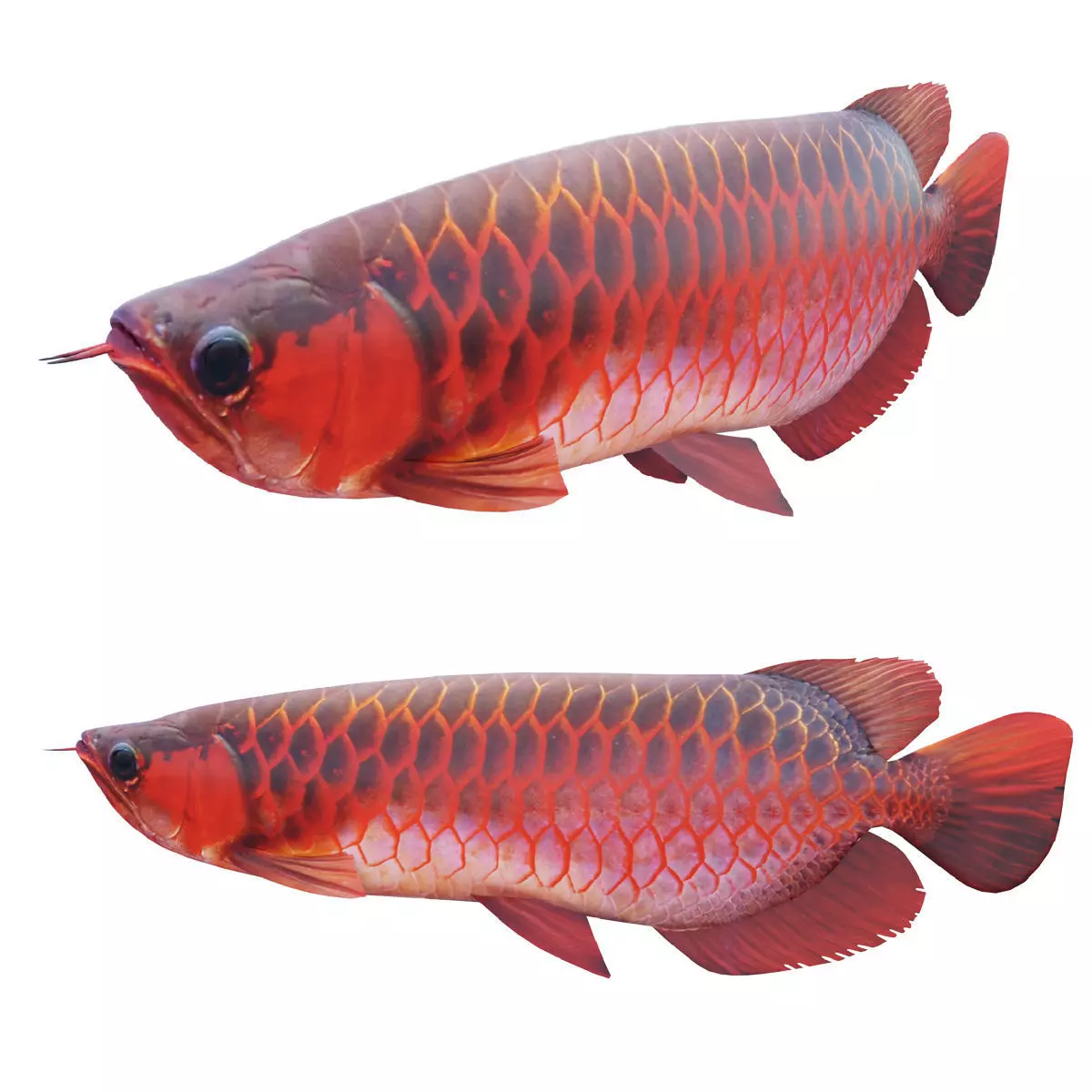 Red dragon fish Low-poly 3D model_0
