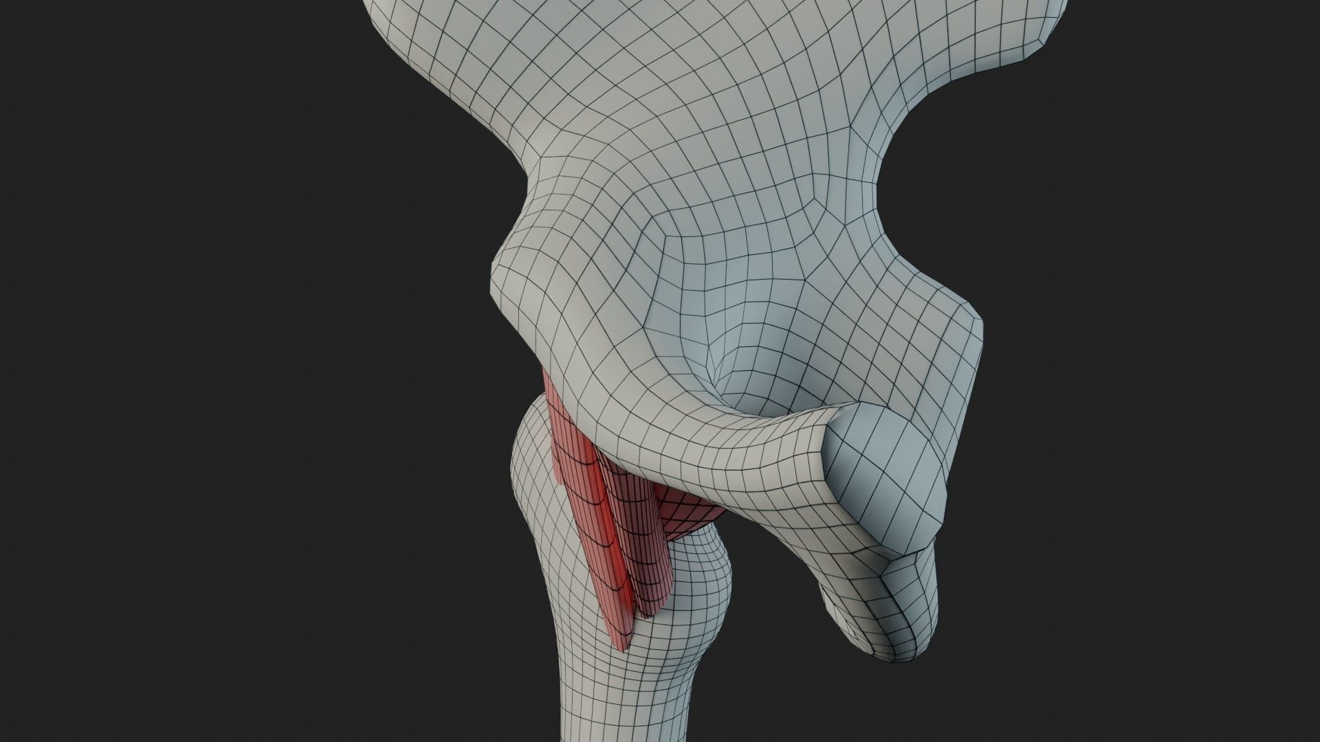 Hip Ligaments 3D model_21