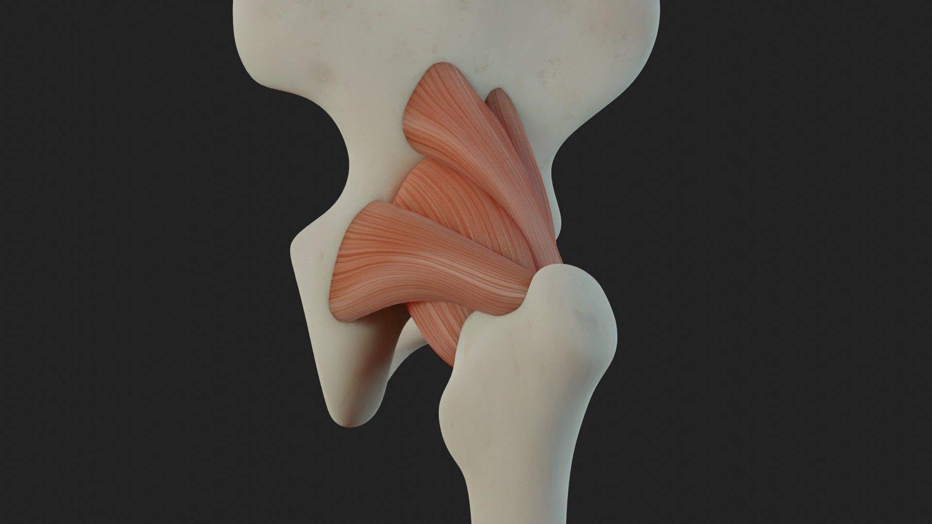 Hip Ligaments 3D model_6
