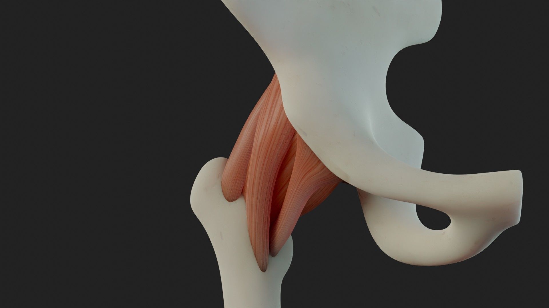 Hip Ligaments 3D model_12