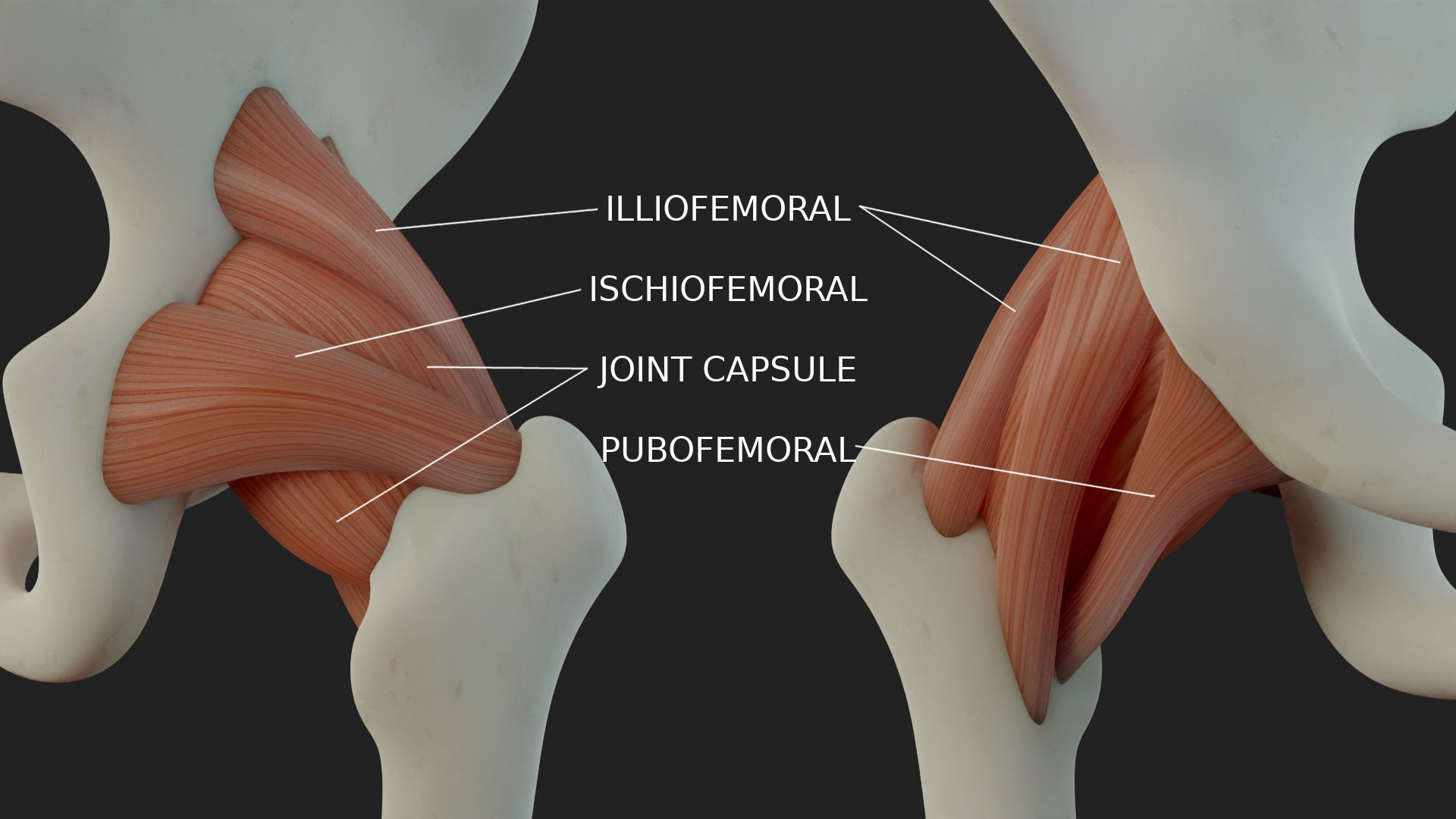 Hip Ligaments 3D model_2