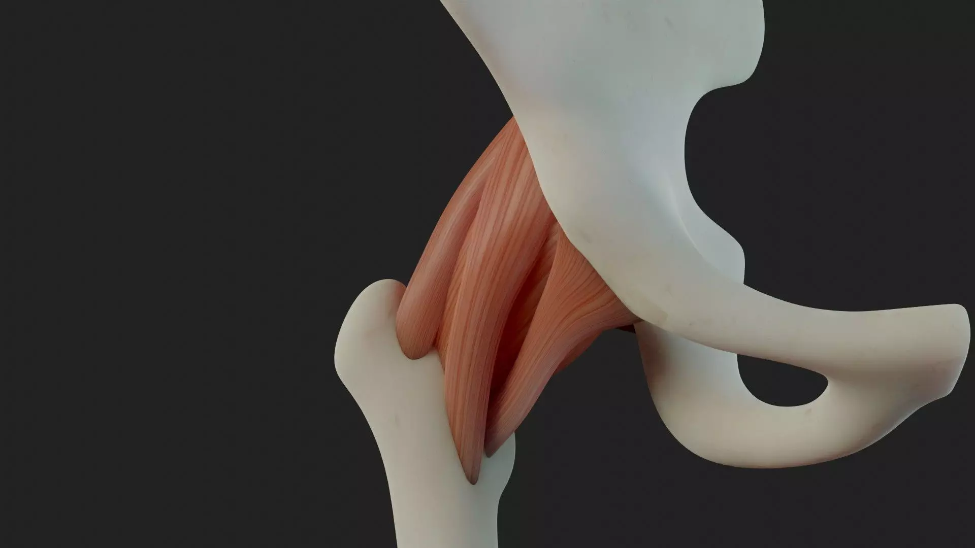 Hip Ligaments 3D model_0