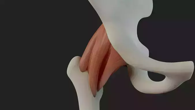 Hip Ligaments 3D model