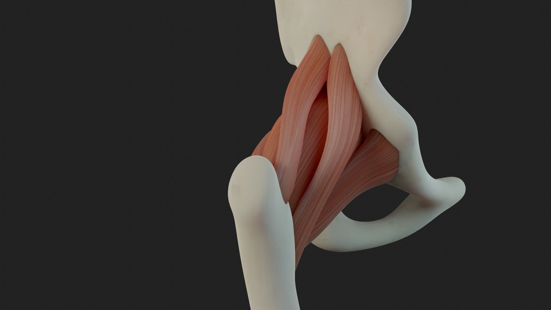 Hip Ligaments 3D model_4