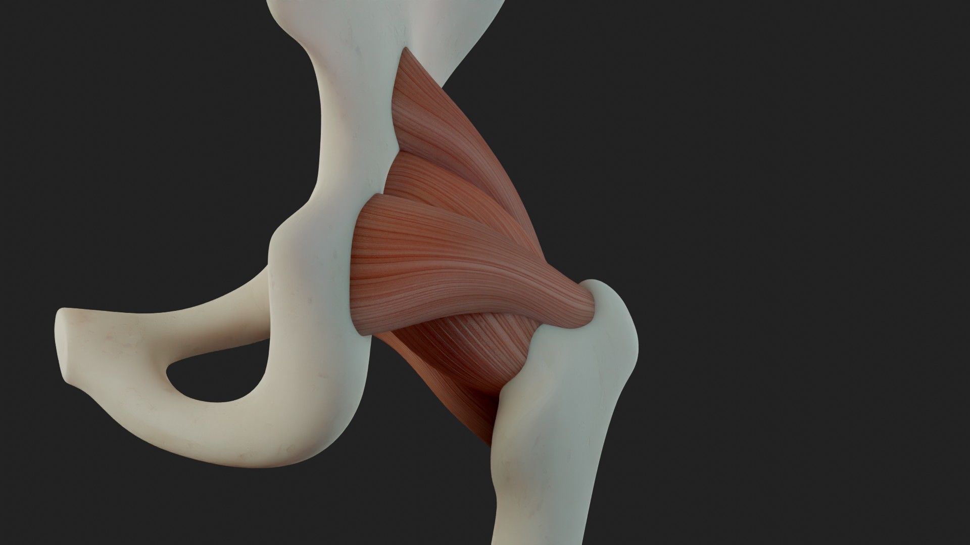 Hip Ligaments 3D model_8