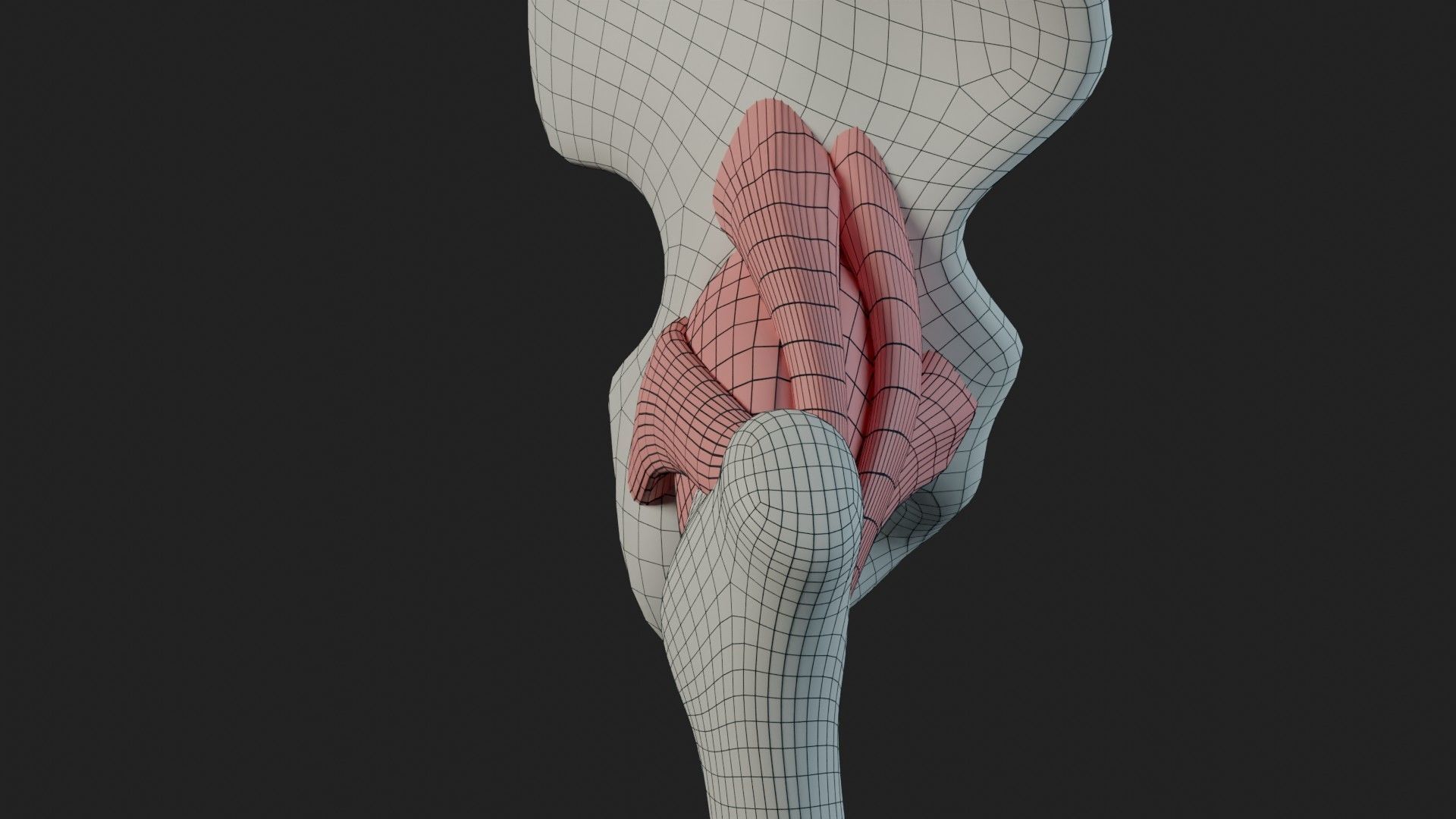 Hip Ligaments 3D model_15