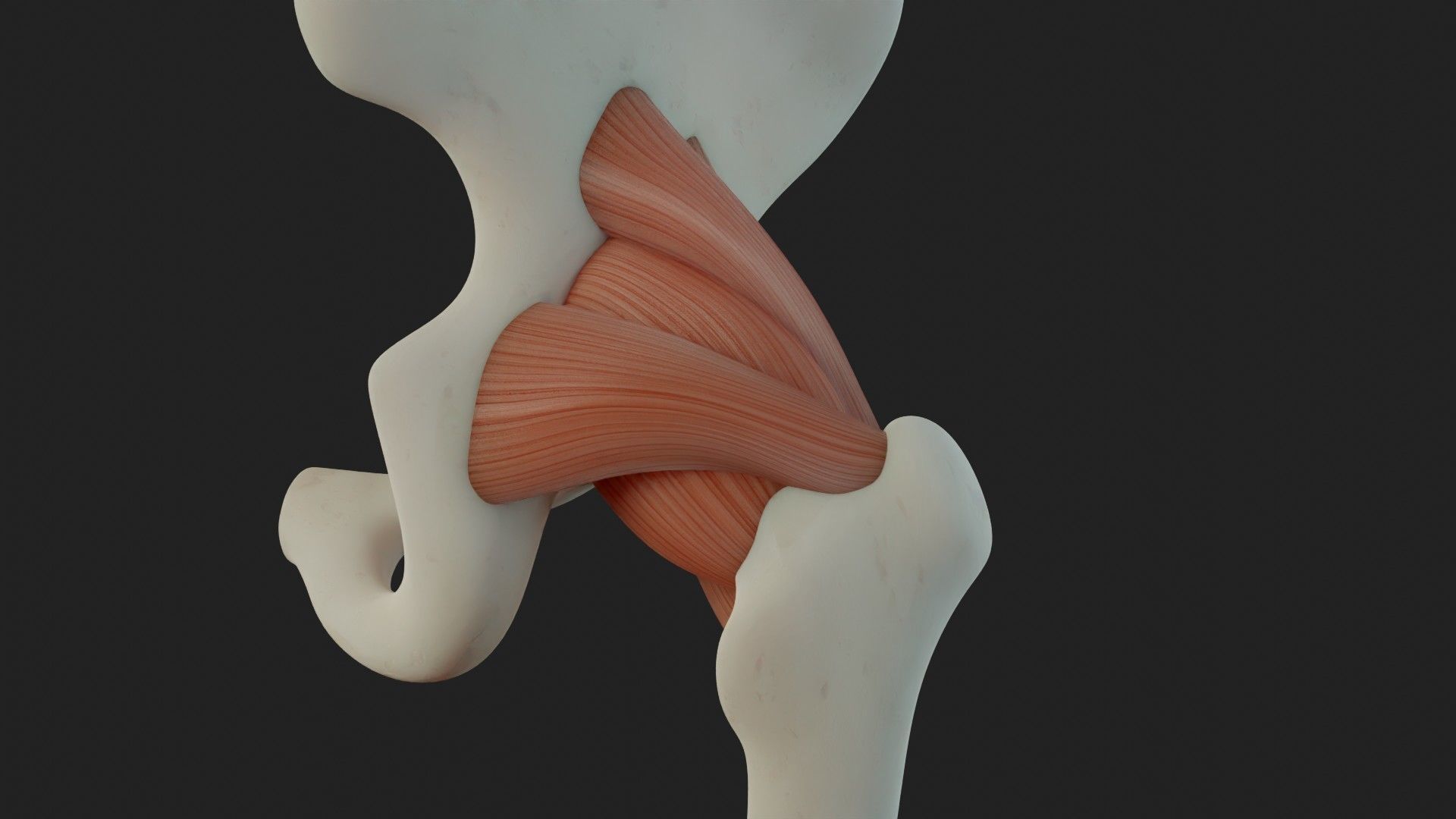 Hip Ligaments 3D model_7