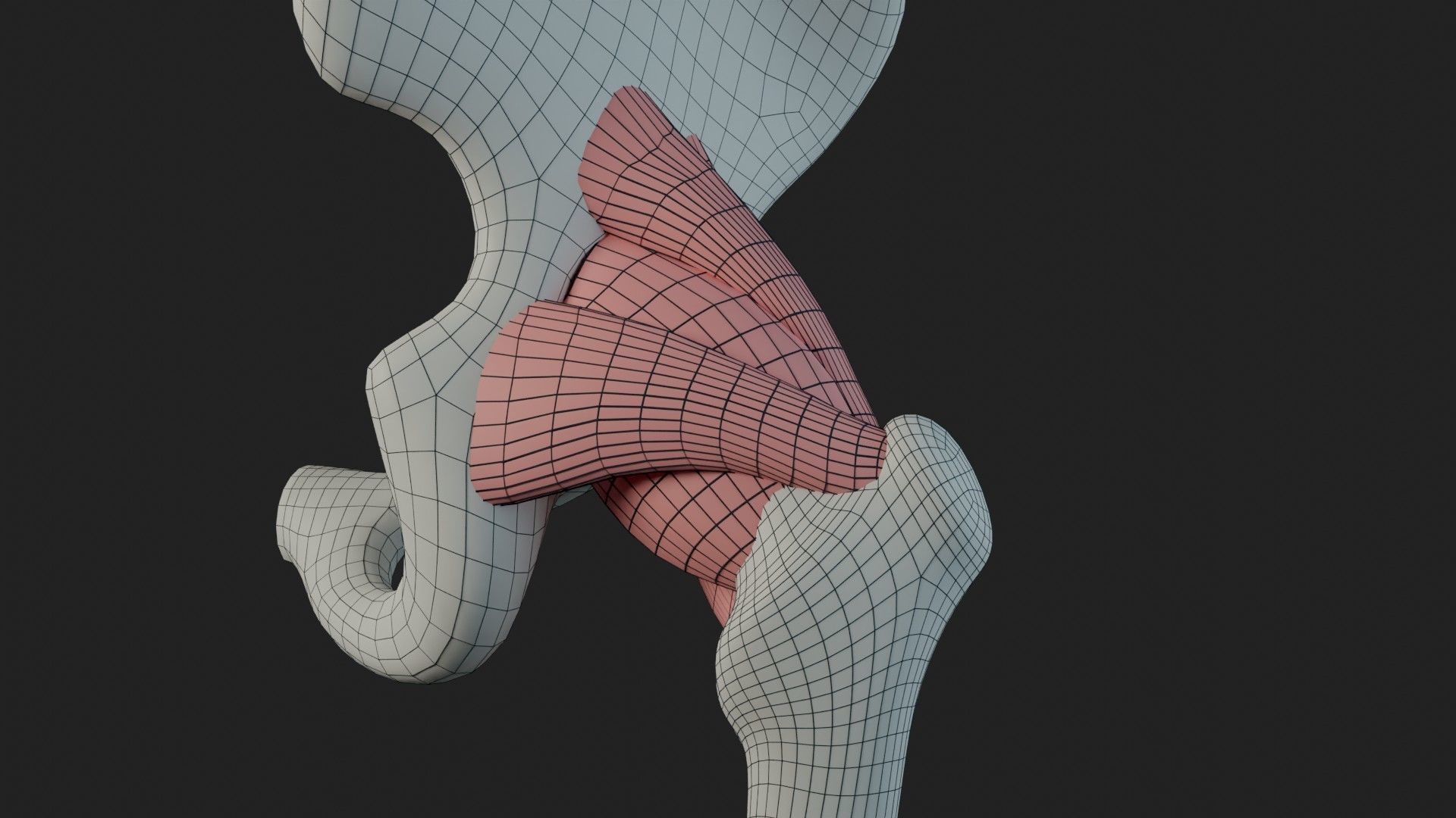 Hip Ligaments 3D model_17